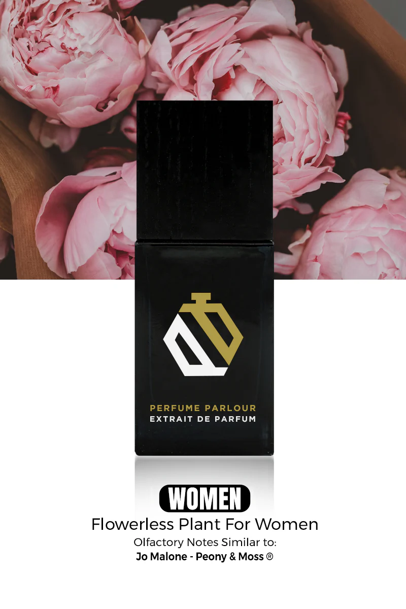 Flowerless Plant For Women - 1349
